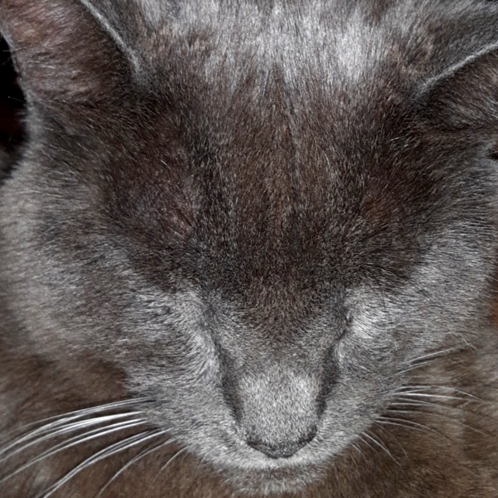 EL GATO